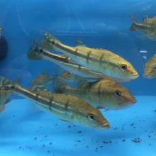 Load image into Gallery viewer, Temensis Peacock Bass (Cichla temensis)

