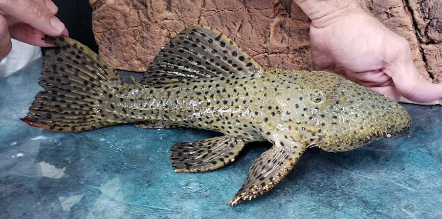L096 / L160 Spiny Monster Pleco (Pseudacanthicus spinosus)