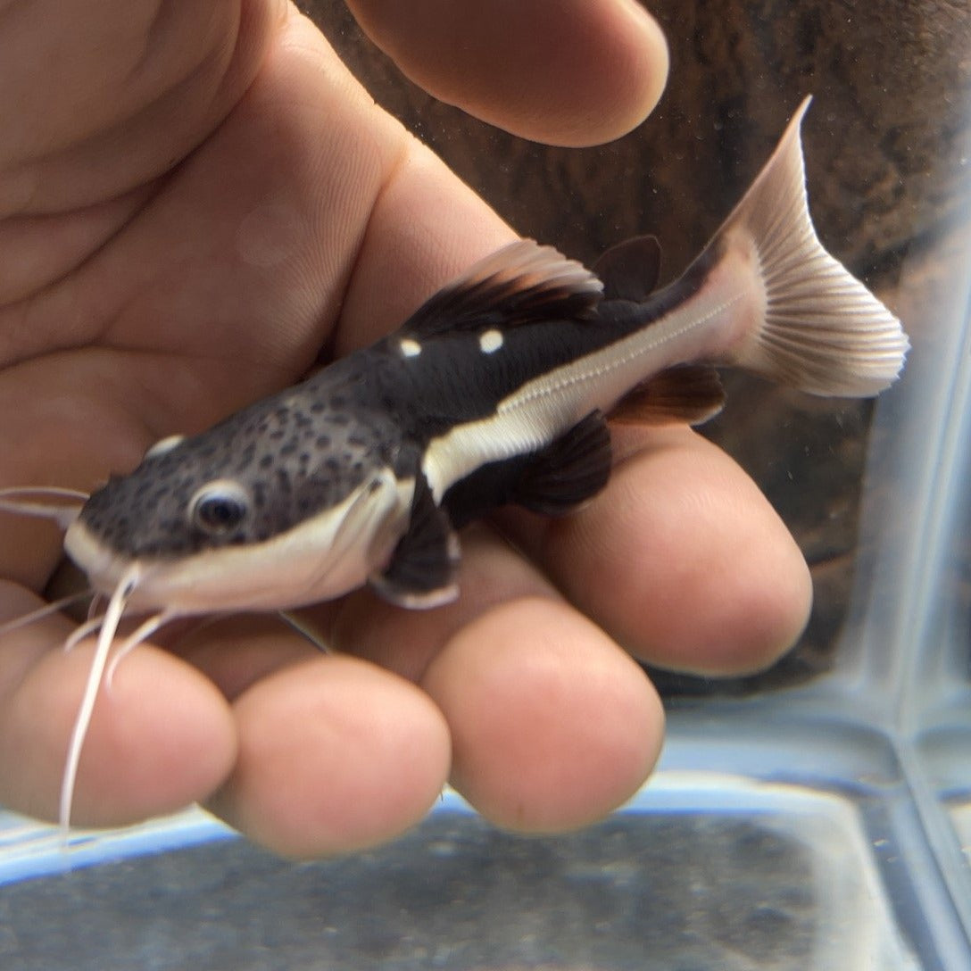 Short Body Redtail Catfish (Phractocephalus hemioliopterus) – Predatory Fins