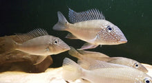 Load image into Gallery viewer, Geophagus Jurupari Cichlid (Satanoperca jurupari)