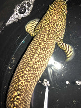 Load image into Gallery viewer, Ornate Bichir (Polypterus ornatipinnis)
