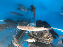 Load image into Gallery viewer, Platinum White Tiger Shovelnose Catfish (Pseudoplatystoma tigrinum)