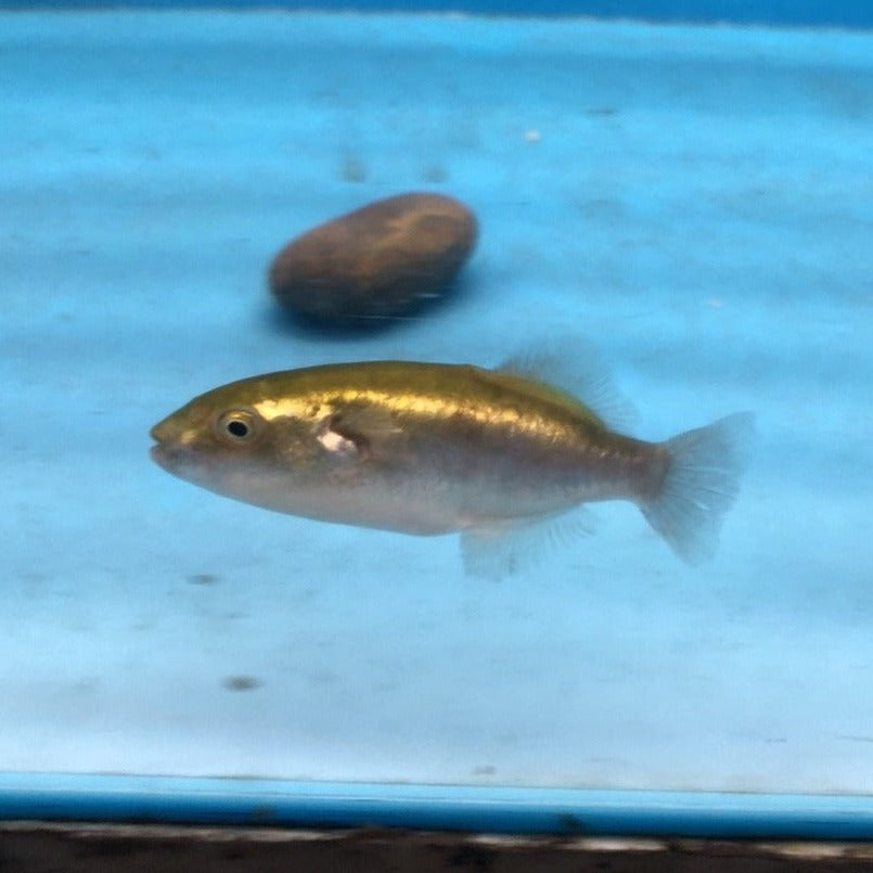 Golden Avocado Puffer Fish (Auriglobus modestus)
