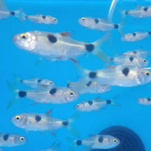 Load image into Gallery viewer, Bucktooth Tetra (Exodon paradox)