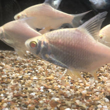Load image into Gallery viewer, Albino Tinfoil Barb (Barbonymus schwanenfeldii)