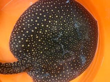 Load image into Gallery viewer, Otorongo Stingray Potamotrygon Castexi