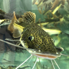 Load image into Gallery viewer, Tiger Shovelnose Redtail Catfish Hybrid
