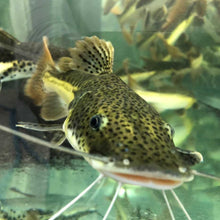 Load image into Gallery viewer, Tiger Shovelnose Redtail Catfish Hybrid