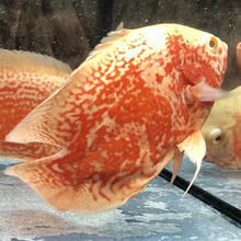 Load image into Gallery viewer, Albino Super Red Tiger Oscar Cichlid (Astronotus ocellatus)