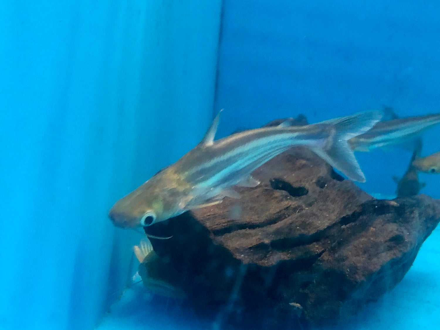 Iridescent Shark (Pangasianodon hypophthalmus)