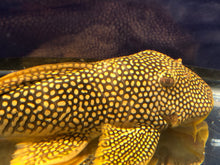 Load image into Gallery viewer, L014 Sunshine Pleco (Scobiancistrus aureautus)
