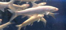 Load image into Gallery viewer, Albino Aral Barbel (Luciobarbus brachycephalus)