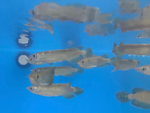 Load image into Gallery viewer, Jardini Arowana (Scleropages jardinii)
