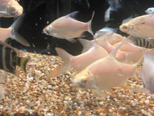 Load image into Gallery viewer, Albino Tinfoil Barb (Barbonymus schwanenfeldii)
