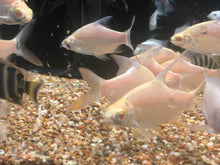 Load image into Gallery viewer, Albino Tinfoil Barb (Barbonymus schwanenfeldii)