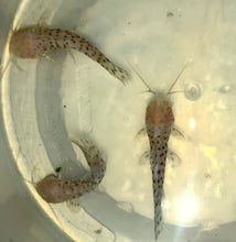 Load image into Gallery viewer, Albino Marbled Hoplo Catfish (Megalechis thoracata)