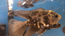 Load image into Gallery viewer, Longfin / Veiltail Tiger Oscar Cichlid (Astronotus ocellatus)