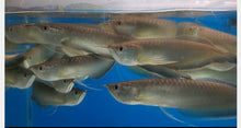 Load image into Gallery viewer, Black Arowana (Osteoglossum Ferreirai)