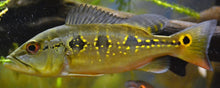 Load image into Gallery viewer, Orinoco Peacock Bass (Cichla orinocensis)