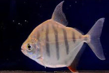 Load image into Gallery viewer, Tiger Silver Dollar (Metynnis fasciatus)