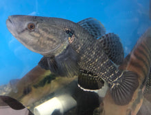 Load image into Gallery viewer, Jade Sleeper Goby (Dormitator maculatus)