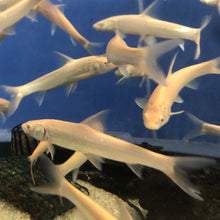 Load image into Gallery viewer, albino aral barbel Luciobarbus brachycephalus