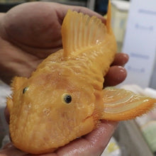 Load image into Gallery viewer, L056 Yellow Rubber Pleco (Parancistrus aurantiacus)