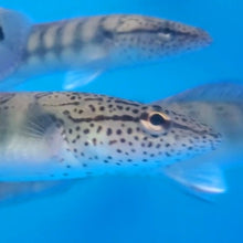 Load image into Gallery viewer, Lenticulata Pike Cichlid (Crenicichla lenticulata)