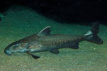 Load image into Gallery viewer, Ripsaw Catfish (Oxydoras niger)
