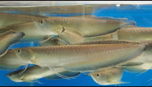Load image into Gallery viewer, Black Arowana (Osteoglossum Ferreirai)