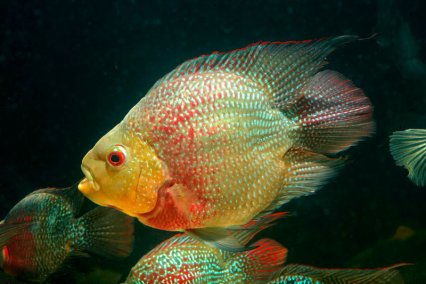 Short Body Flowerhorn Parrot (Cichlasoma trimaculatum sp)