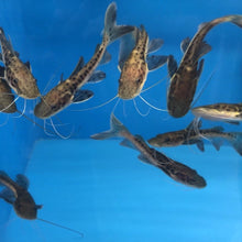Load image into Gallery viewer, Tiger Shovelnose Redtail Catfish Hybrid