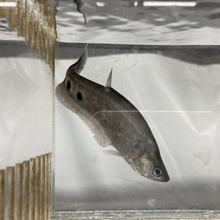 Load image into Gallery viewer, Clown Knifefish (Chitala ornata)