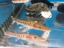 Load image into Gallery viewer, Platinum White Tiger Shovelnose Catfish (Pseudoplatystoma tigrinum)