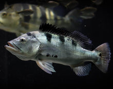 Load image into Gallery viewer, Axanthic Mono Peacock Bass Cichla monoculus