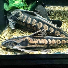 Load image into Gallery viewer, Irwini Catfish (Megalodoras uranoscopus)