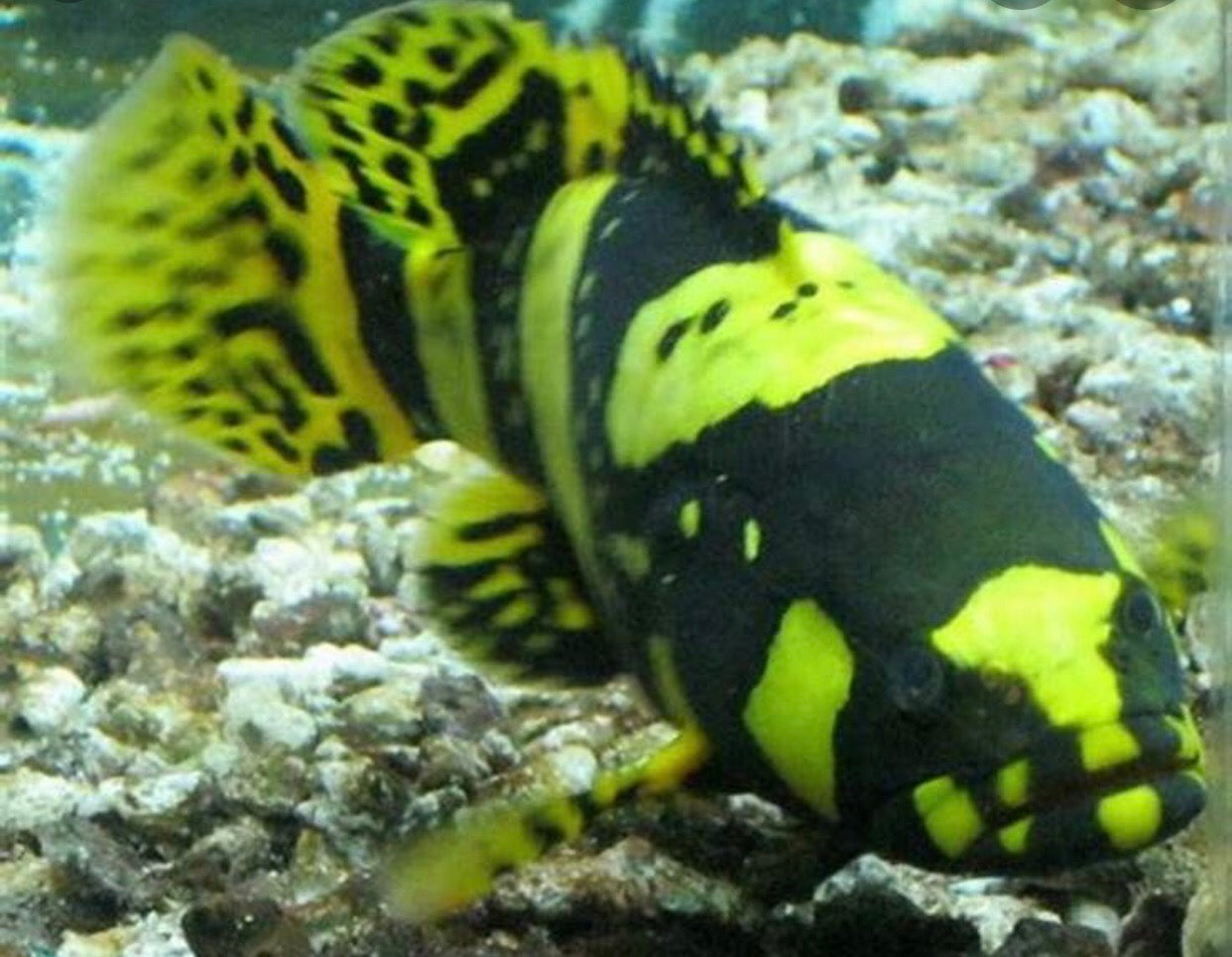 Freshwater grouper shop for sale