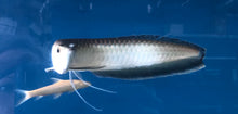 Load image into Gallery viewer, Black Arowana (Osteoglossum Ferreirai)