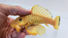 Load image into Gallery viewer, L056 Yellow Rubber Pleco (Parancistrus aurantiacus)