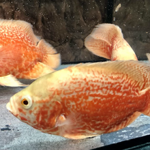 Load image into Gallery viewer, Albino Super Red Tiger Oscar Cichlid (Astronotus ocellatus)