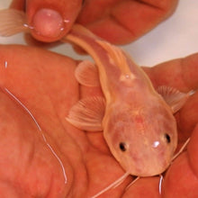 Load image into Gallery viewer, Phantom Redtail Catfish