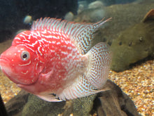 Load image into Gallery viewer, Golden Base Flowerhorn Cichlid (Cichlasoma sp)