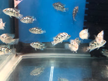 Load image into Gallery viewer, Electric Blue Jack Dempsey Cichlid (Rocio octofasciata)