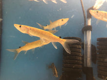 Load image into Gallery viewer, African Pike (Hepsetus odoe)
