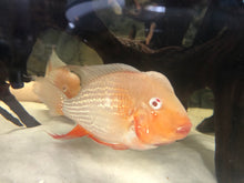 Load image into Gallery viewer, Albino Threadfin Acara Geophagus Cichlid (Acarichthys heckelii)
