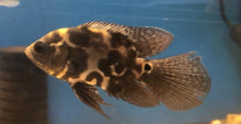 Load image into Gallery viewer, Longfin / Veiltail Tiger Oscar Cichlid (Astronotus ocellatus)