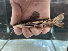 Load image into Gallery viewer, Tiger Shovelnose Redtail Catfish Hybrid
