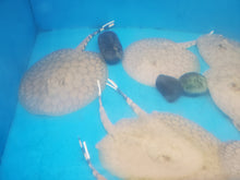 Load image into Gallery viewer, Flower Stingray (Potamotrygon schroederi)