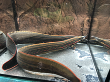 Load image into Gallery viewer, Fire Eel (Mastacembelus erythrotaenia)

