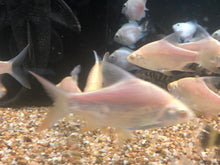 Load image into Gallery viewer, Albino Tinfoil Barb (Barbonymus schwanenfeldii)